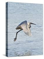 Florida, Venice, Snowy Egret Flying-Bernard Friel-Stretched Canvas