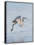 Florida, Venice, Snowy Egret Flying-Bernard Friel-Framed Stretched Canvas