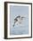 Florida, Venice, Snowy Egret Flying-Bernard Friel-Framed Photographic Print