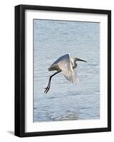 Florida, Venice, Snowy Egret Flying-Bernard Friel-Framed Photographic Print