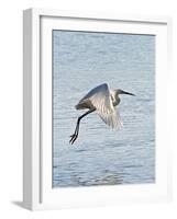 Florida, Venice, Snowy Egret Flying-Bernard Friel-Framed Photographic Print