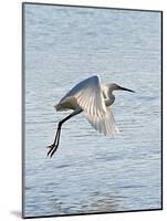 Florida, Venice, Snowy Egret Flying-Bernard Friel-Mounted Photographic Print