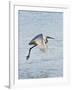 Florida, Venice, Snowy Egret Flying-Bernard Friel-Framed Photographic Print