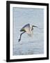 Florida, Venice, Snowy Egret Flying-Bernard Friel-Framed Photographic Print