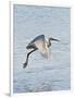 Florida, Venice, Snowy Egret Flying-Bernard Friel-Framed Photographic Print