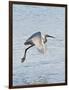 Florida, Venice, Snowy Egret Flying-Bernard Friel-Framed Photographic Print