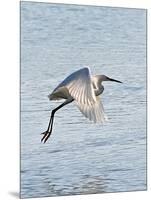 Florida, Venice, Snowy Egret Flying-Bernard Friel-Mounted Photographic Print