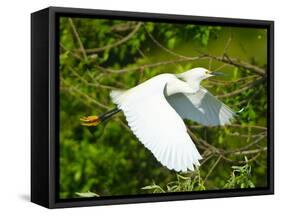 Florida, Venice, Snowy Egret Flying-Bernard Friel-Framed Stretched Canvas