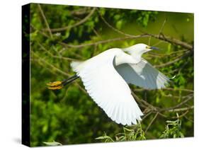 Florida, Venice, Snowy Egret Flying-Bernard Friel-Stretched Canvas