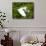 Florida, Venice, Snowy Egret Flying-Bernard Friel-Framed Stretched Canvas displayed on a wall