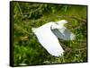 Florida, Venice, Snowy Egret Flying-Bernard Friel-Framed Stretched Canvas