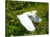 Florida, Venice, Snowy Egret Flying-Bernard Friel-Stretched Canvas