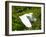 Florida, Venice, Snowy Egret Flying-Bernard Friel-Framed Photographic Print