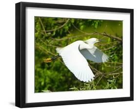 Florida, Venice, Snowy Egret Flying-Bernard Friel-Framed Photographic Print