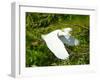 Florida, Venice, Snowy Egret Flying-Bernard Friel-Framed Photographic Print