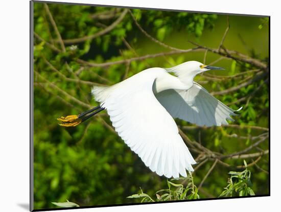 Florida, Venice, Snowy Egret Flying-Bernard Friel-Mounted Photographic Print