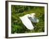 Florida, Venice, Snowy Egret Flying-Bernard Friel-Framed Photographic Print