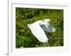 Florida, Venice, Snowy Egret Flying-Bernard Friel-Framed Photographic Print