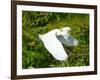 Florida, Venice, Snowy Egret Flying-Bernard Friel-Framed Photographic Print