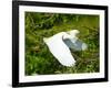 Florida, Venice, Snowy Egret Flying-Bernard Friel-Framed Photographic Print