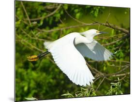 Florida, Venice, Snowy Egret Flying-Bernard Friel-Mounted Photographic Print