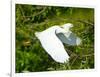 Florida, Venice, Snowy Egret Flying-Bernard Friel-Framed Photographic Print