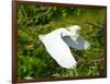 Florida, Venice, Snowy Egret Flying-Bernard Friel-Framed Photographic Print