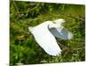 Florida, Venice, Snowy Egret Flying-Bernard Friel-Mounted Photographic Print