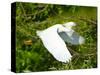 Florida, Venice, Snowy Egret Flying-Bernard Friel-Stretched Canvas