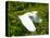 Florida, Venice, Snowy Egret Flying-Bernard Friel-Stretched Canvas