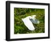 Florida, Venice, Snowy Egret Flying-Bernard Friel-Framed Photographic Print