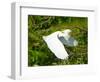 Florida, Venice, Snowy Egret Flying-Bernard Friel-Framed Photographic Print