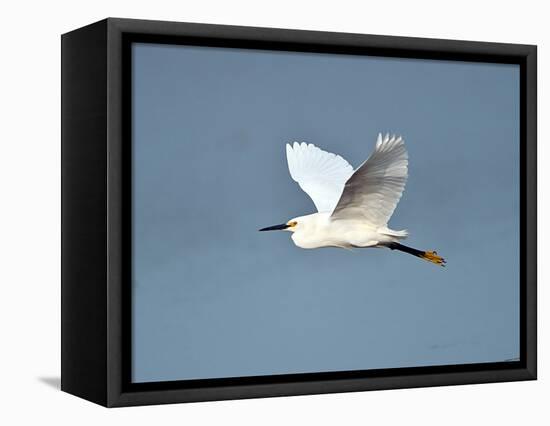 Florida, Venice, Snowy Egret Flying-Bernard Friel-Framed Stretched Canvas