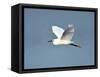 Florida, Venice, Snowy Egret Flying-Bernard Friel-Framed Stretched Canvas