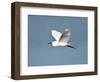 Florida, Venice, Snowy Egret Flying-Bernard Friel-Framed Photographic Print