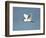 Florida, Venice, Snowy Egret Flying-Bernard Friel-Framed Photographic Print