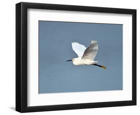 Florida, Venice, Snowy Egret Flying-Bernard Friel-Framed Photographic Print