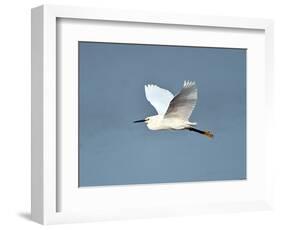 Florida, Venice, Snowy Egret Flying-Bernard Friel-Framed Photographic Print