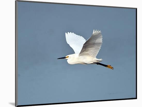 Florida, Venice, Snowy Egret Flying-Bernard Friel-Mounted Photographic Print