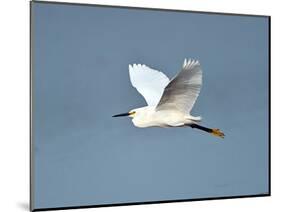 Florida, Venice, Snowy Egret Flying-Bernard Friel-Mounted Photographic Print