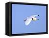 Florida, Venice, Snowy Egret Flying-Bernard Friel-Framed Stretched Canvas