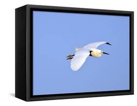 Florida, Venice, Snowy Egret Flying-Bernard Friel-Framed Stretched Canvas