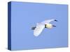 Florida, Venice, Snowy Egret Flying-Bernard Friel-Stretched Canvas