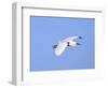 Florida, Venice, Snowy Egret Flying-Bernard Friel-Framed Photographic Print