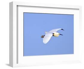 Florida, Venice, Snowy Egret Flying-Bernard Friel-Framed Photographic Print