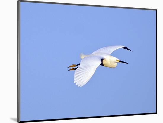 Florida, Venice, Snowy Egret Flying-Bernard Friel-Mounted Photographic Print