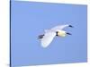 Florida, Venice, Snowy Egret Flying-Bernard Friel-Stretched Canvas