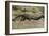 Florida - View of 19 Foot Long Alligator-Lantern Press-Framed Art Print