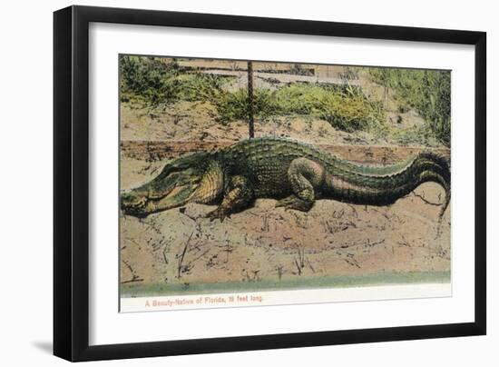 Florida - View of 19 Foot Long Alligator-Lantern Press-Framed Art Print