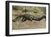 Florida - View of 19 Foot Long Alligator-Lantern Press-Framed Art Print